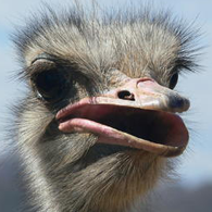 Ostriches